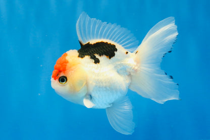 [SINGLE] Tricolor Oranda Male 4.5 inches #022726SO_02