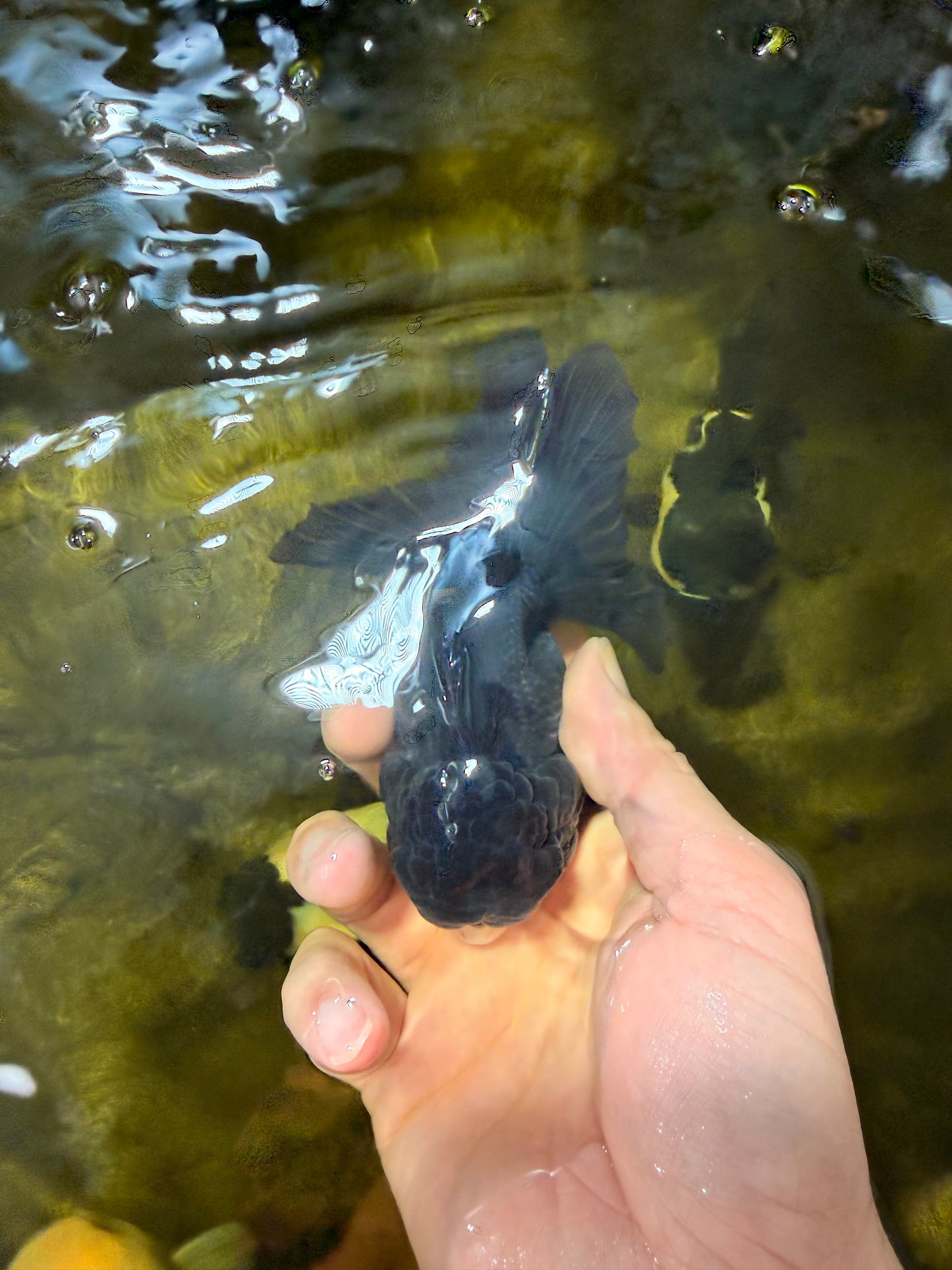 [SINGLE] Black Oranda Female 4-4.5  inches #040326SO_03