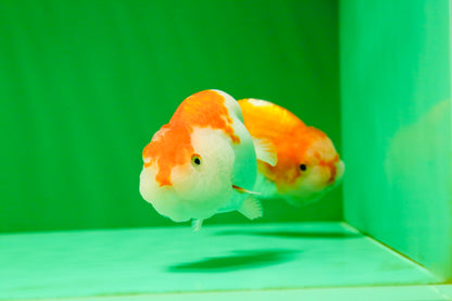 [COUPLE] Red White Lionchu Gender : Unknown 3 inches #041125_10