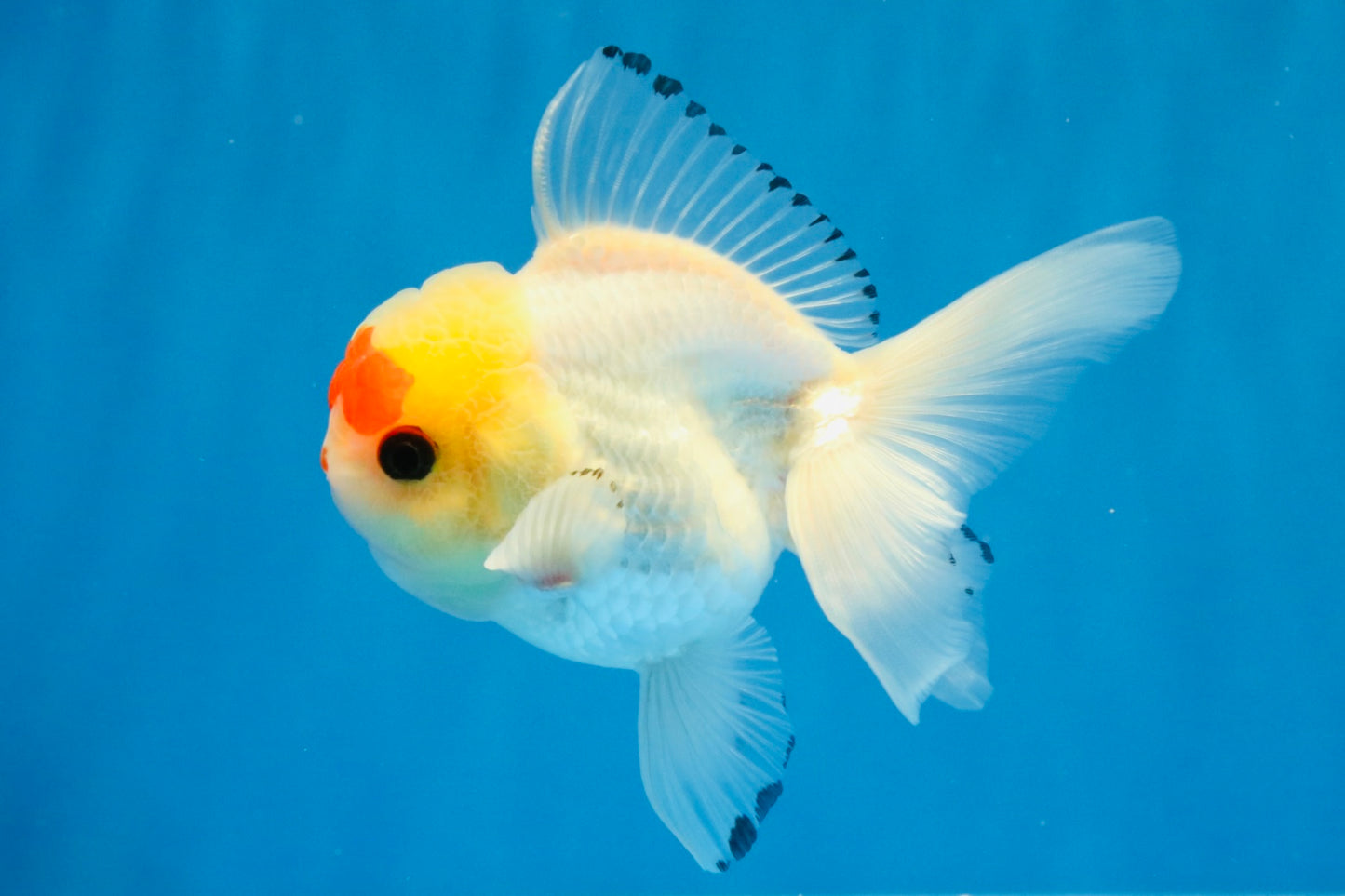 [SINGLE] Red White Oranda Male 4-4.5 inches #041026SO_10