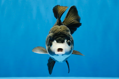 [SINGLE] Panda Oranda Female 4.5 inches #041026SO_02
