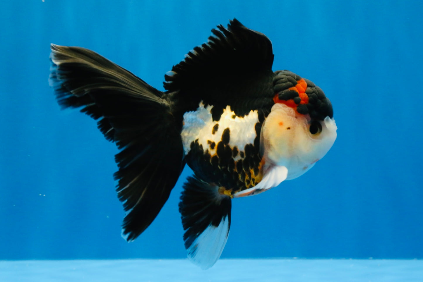 [SINGLE] Tricolor Oranda Male 4.5 inches #022726SO_01
