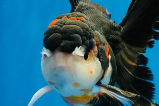 [SINGLE] Tricolor Oranda Male 4.5 inches #022726SO_01