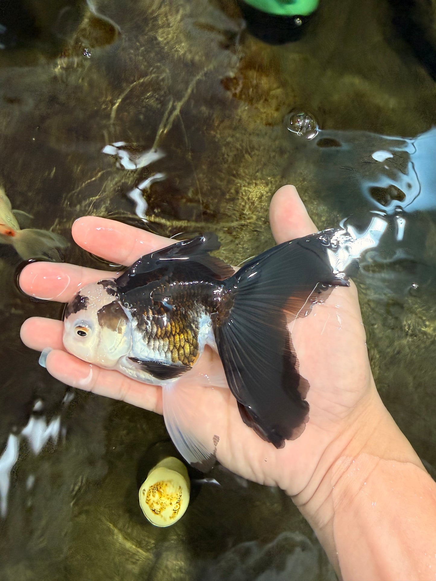 [SINGLE] Panda Oranda Male 5 inches #112125SO_03
