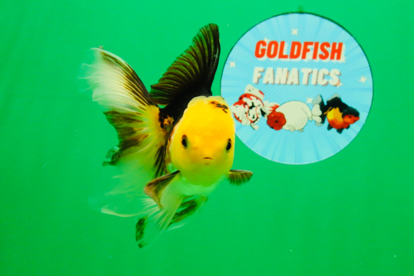 [SINGLE] Tricolor Male 4-4.5 inches #103125SO_03