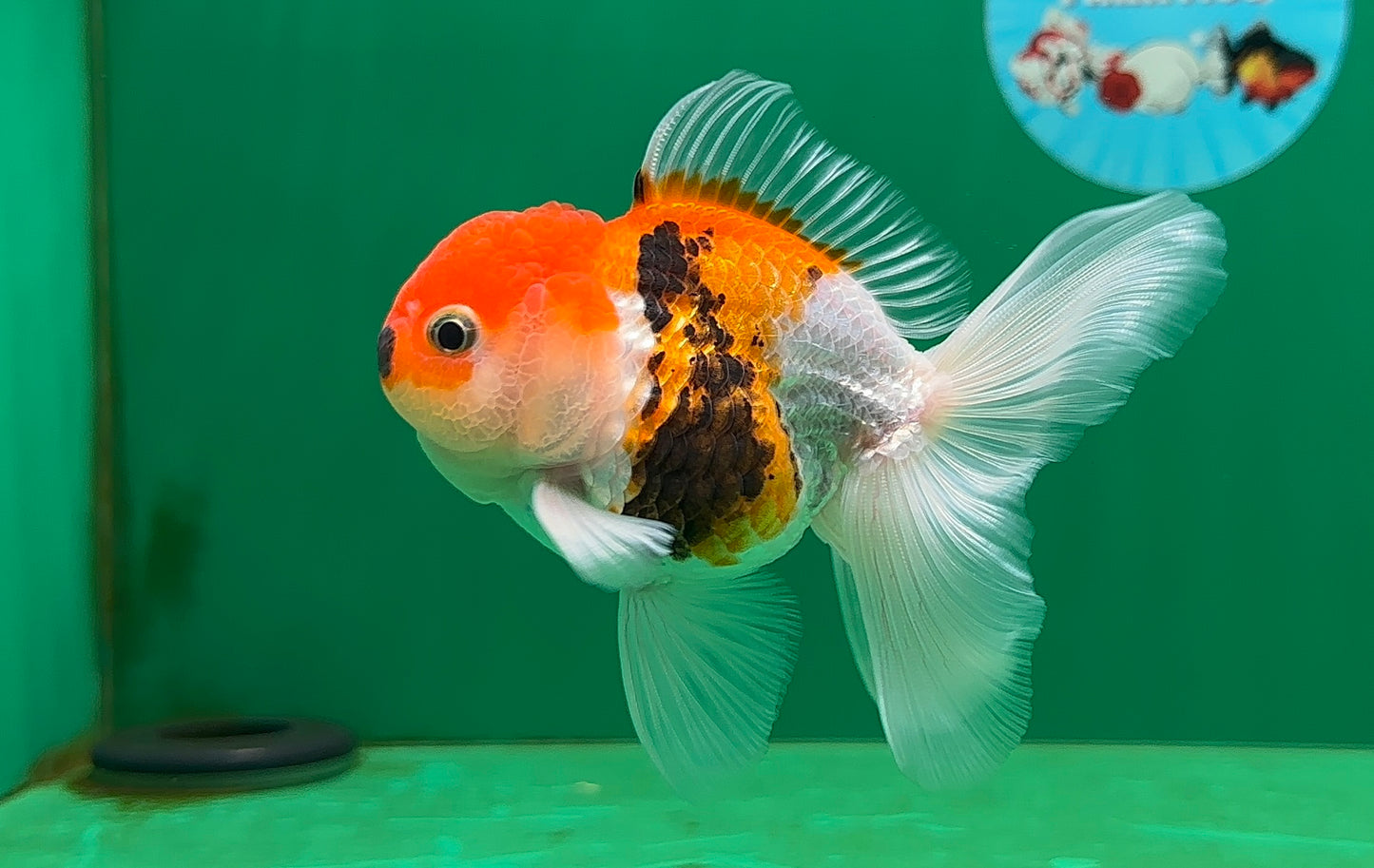 [SINGLE] Tricolor Oranda Male 4-4.5 inches #062725SO_08