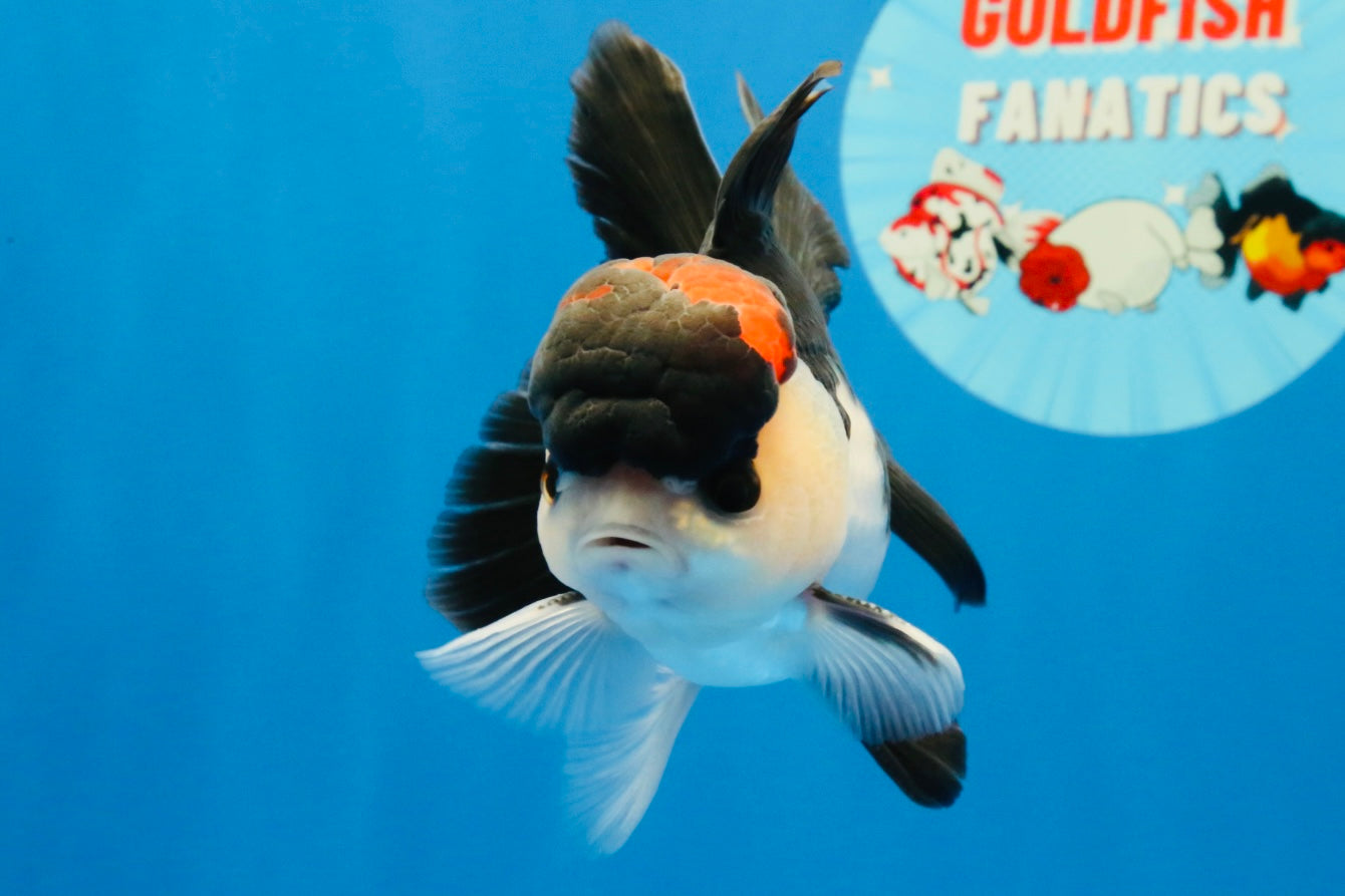 [SINGLE] Tricolor Bottom Eyes Oranda Male 4-4.5 inches #022726SO_07