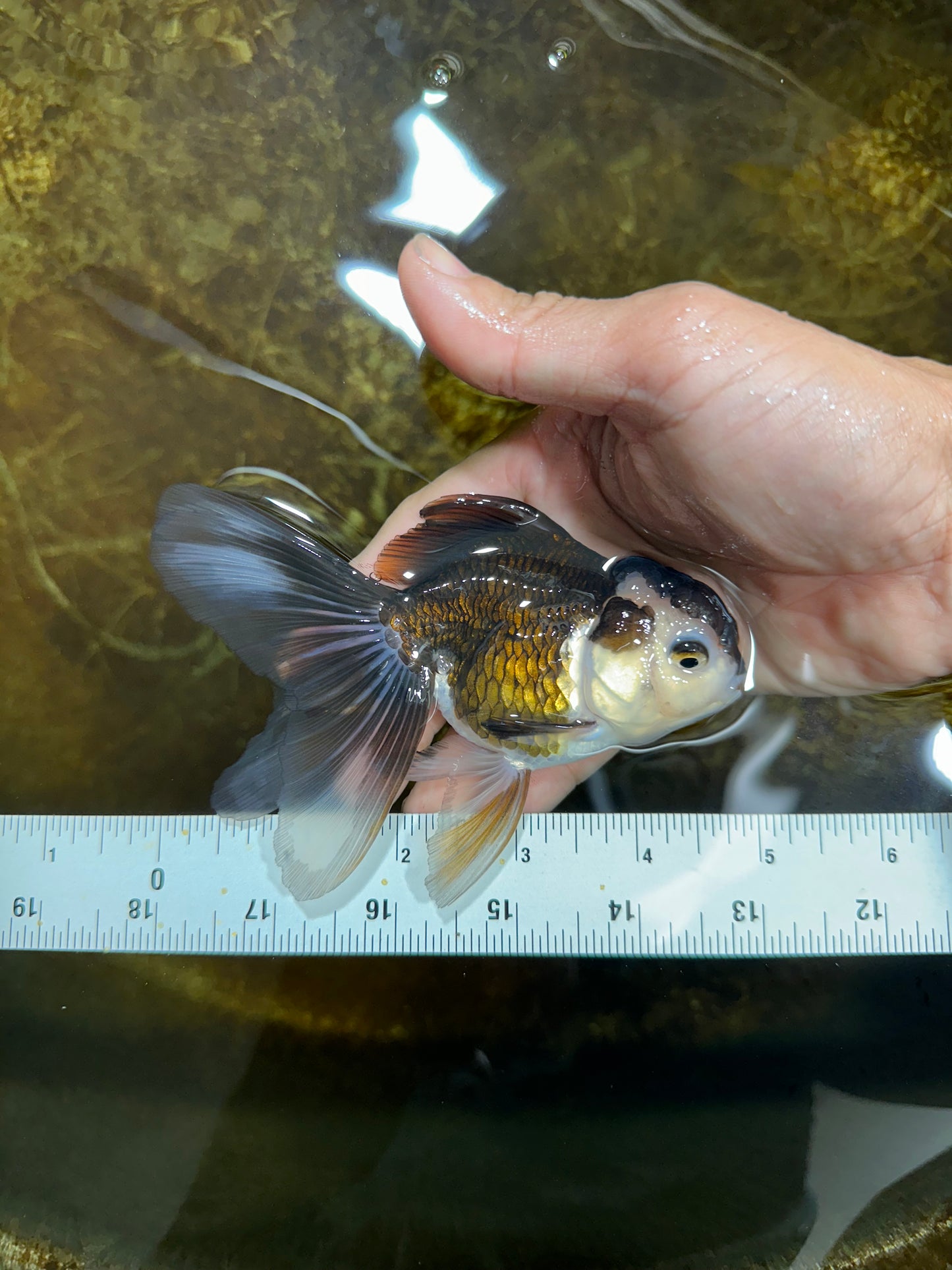 [SINGLE] Panda Oranda Female 4.5 inches #082225SO_10