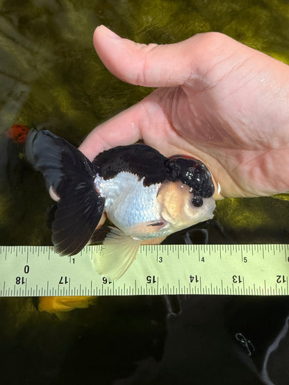 [SINGLE] Tricolor Bottom Eyes Oranda Male 4-4.5 inches #022726SO_07
