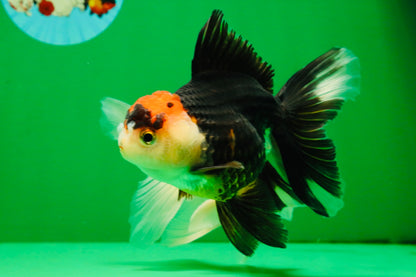 [COUPLE] Lemonhead Male & Tricolor  Female 4.5-5 inches #091925CO_04