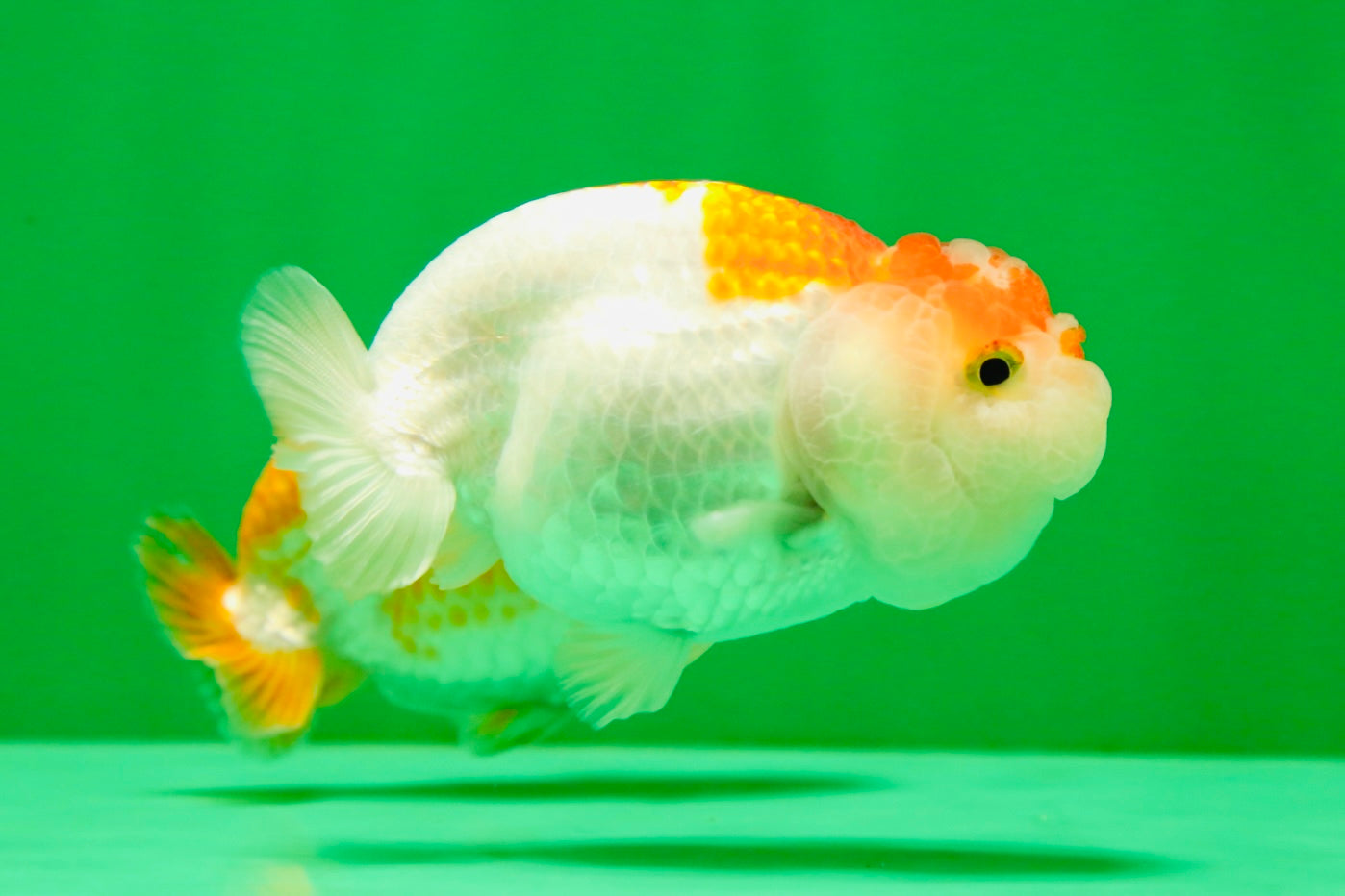 [COUPLE] Red White Lionchu Gender : Unknown 3 inches #041125_10