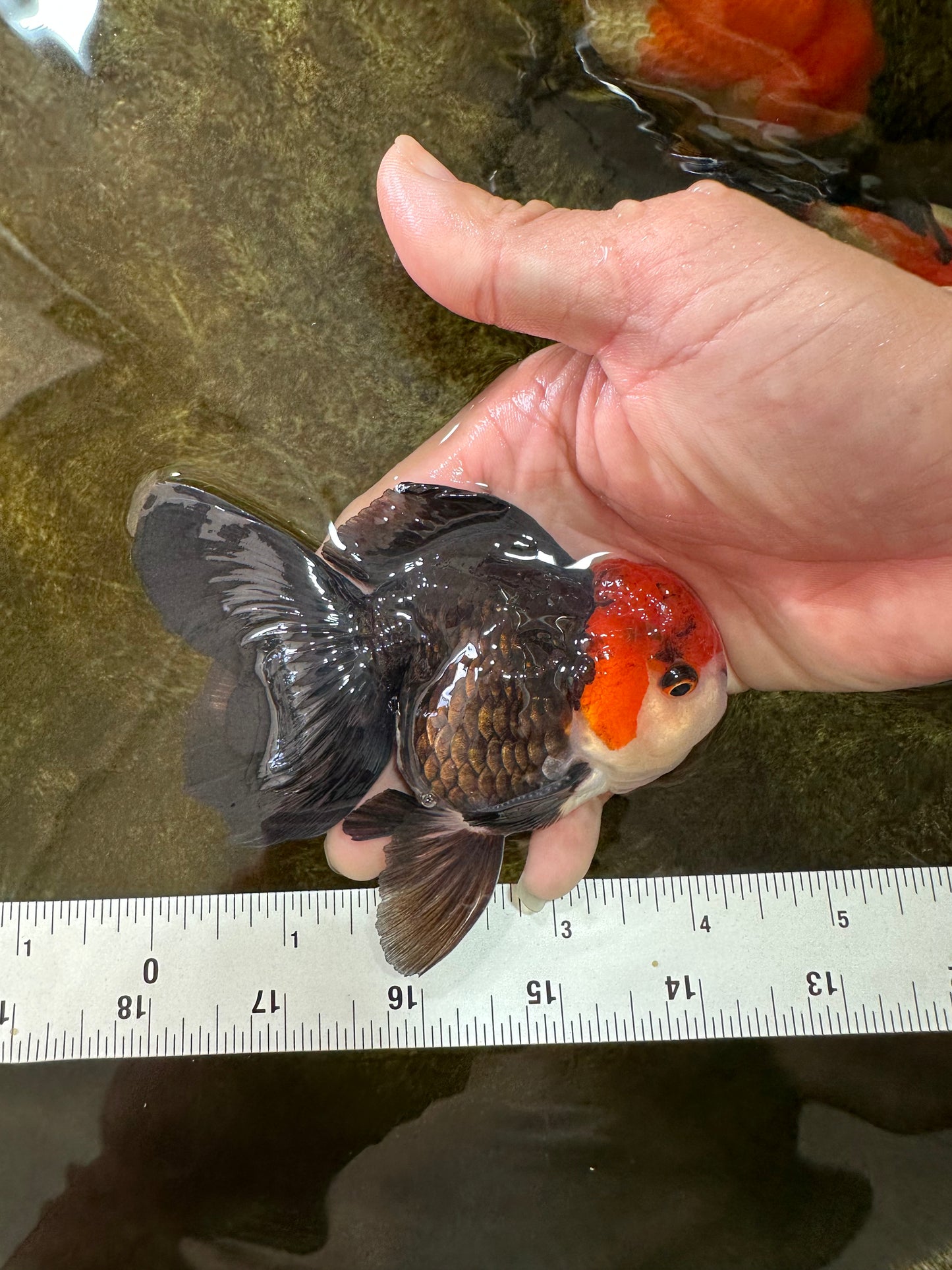 [SINGLE] Tricolor Oranda Male 4-4.5 inches #080825SO_11