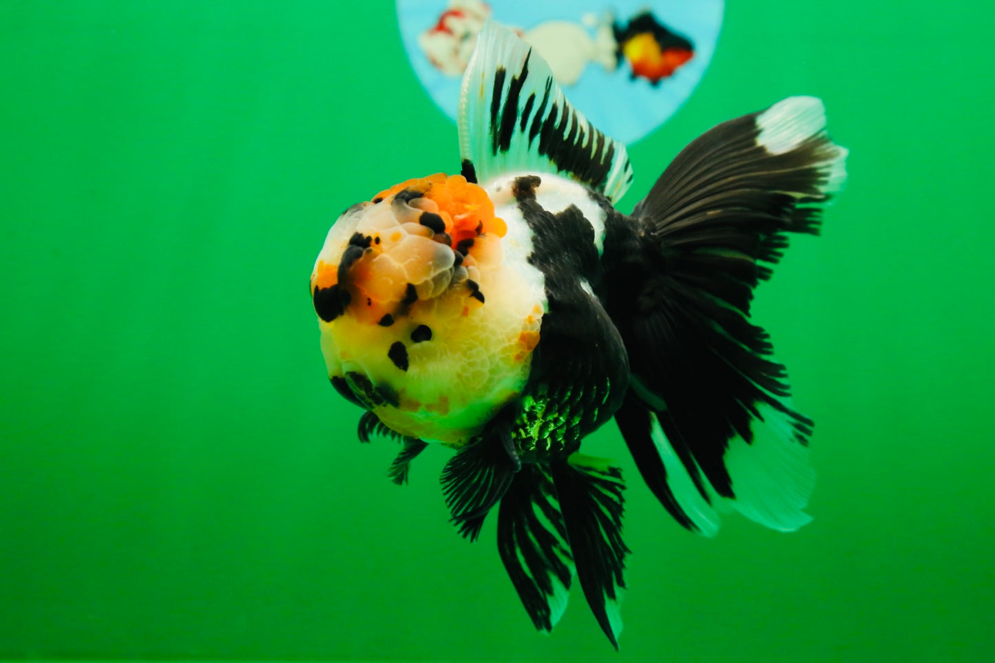 [SINGLE] Tricolor Oranda Male 4.5 inches #082225SO_01