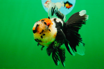 [SINGLE] Tricolor Oranda Male 4.5 inches #082225SO_01