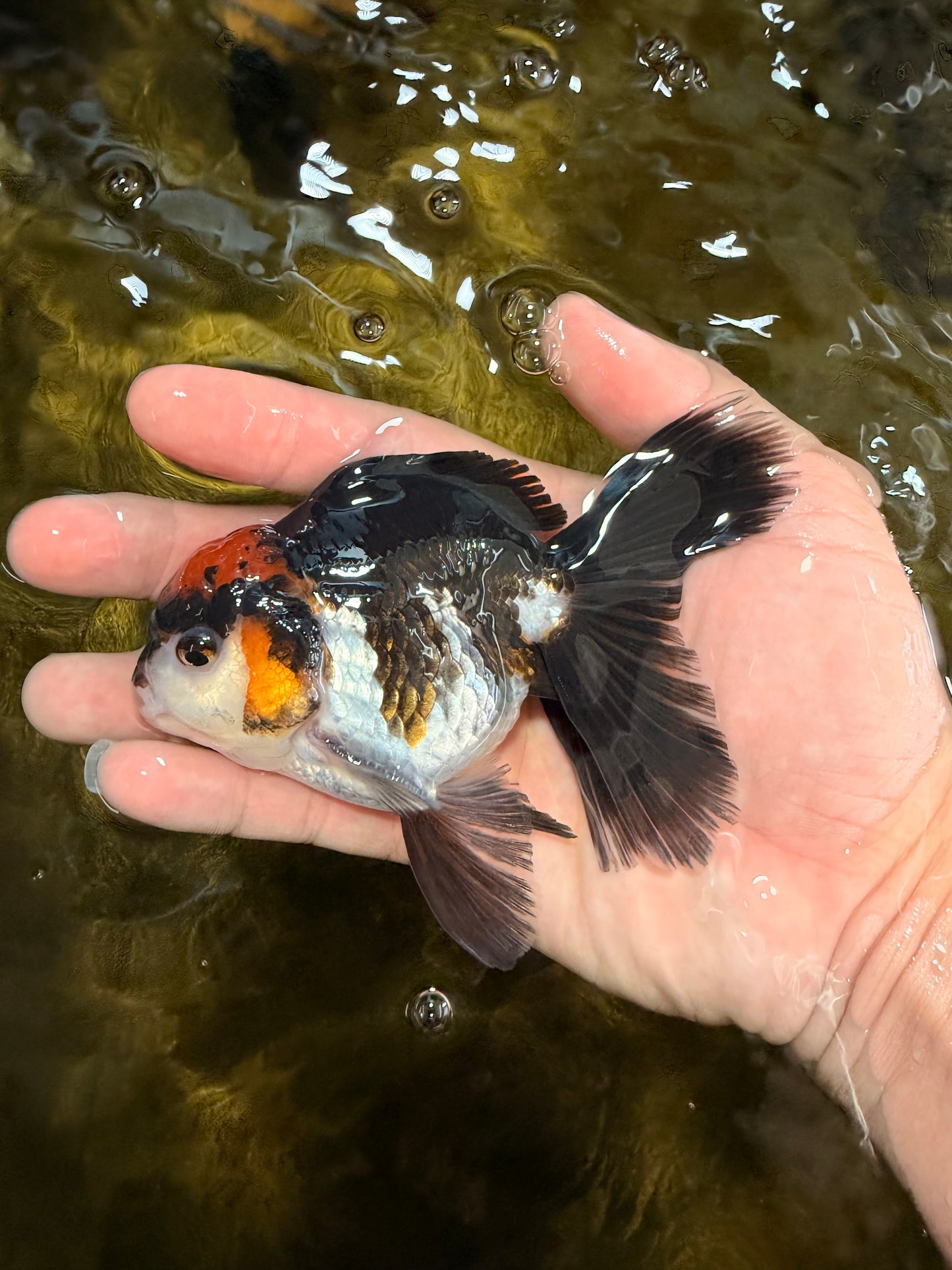 [SINGLE] Tricolor Oranda Male 4-4.5 inches #032026SO_09