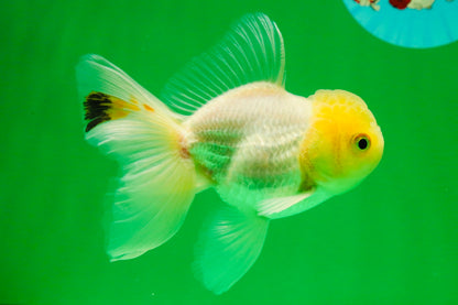 [SINGLE] White Oranda Male 4.5-5 inches #041825SO_03