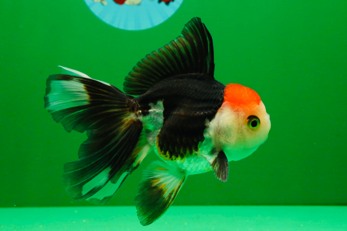 [COUPLE] Tricolor Male & Panda Female Oranda 4.5 inches #101025CO_02