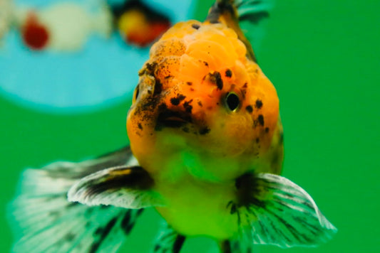 [SINGLE] Tiger Oranda Male 4.5 inches #082225SO_07