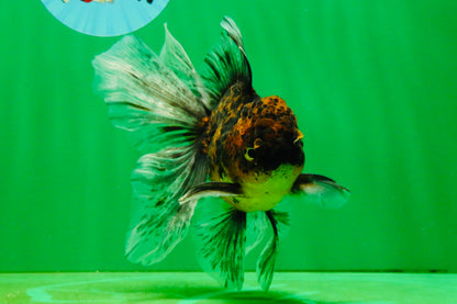 [SINGLE] Tiger Oranda Male 5 inches #103125SO_02