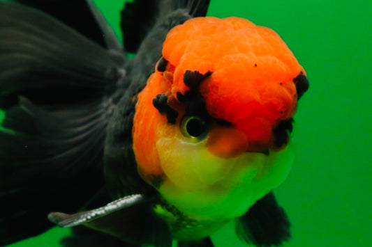 [SINGLE] Tricolor Oranda Male 4-4.5 inches #080825SO_14