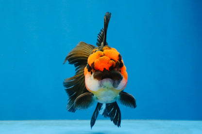 [SINGLE] Tricolor Oranda Male 4.5 inches #040326SO_09
