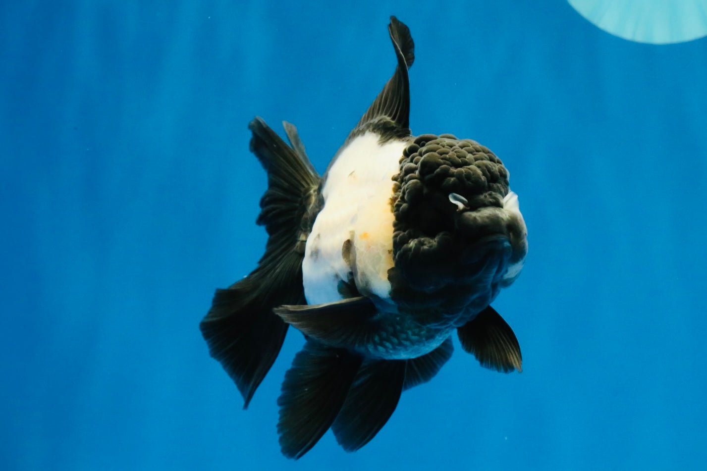 [SINGLE] Panda Oranda Female 4.5-5 inches #040326SO_01