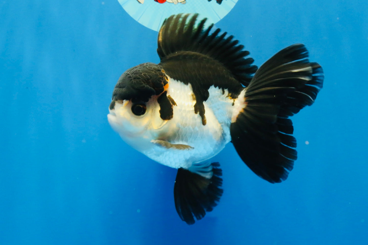 [SINGLE] Tricolor Oranda Male 4.5 inches #022726SO_03