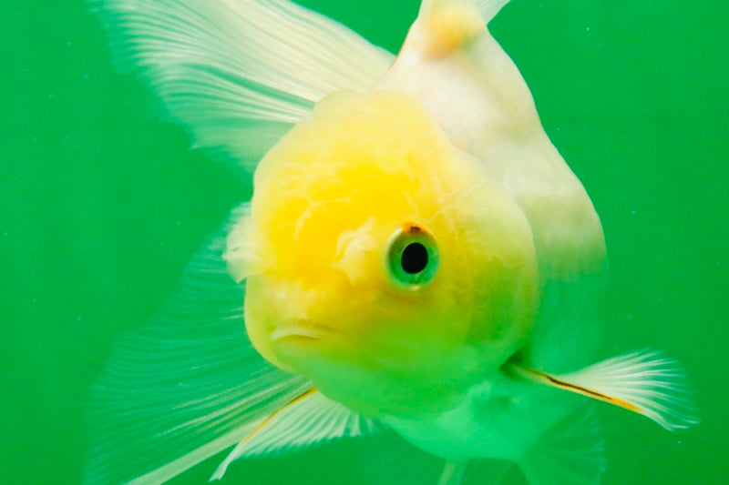 [SINGLE] Tricolor Oranda Female 4.5 inches #111425SO_08