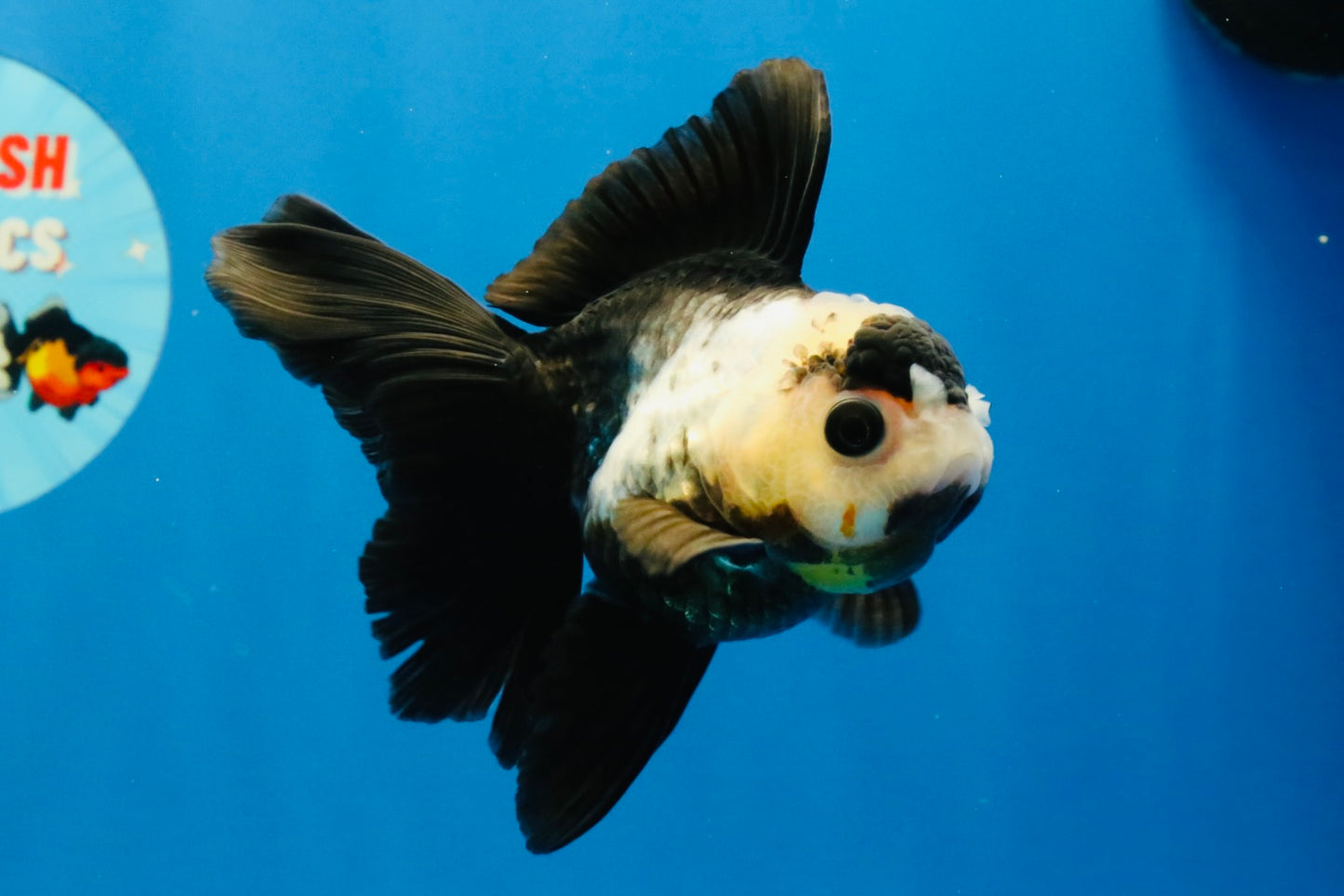 [SINGLE] Panda Oranda Female 4 inches #032026SO_02