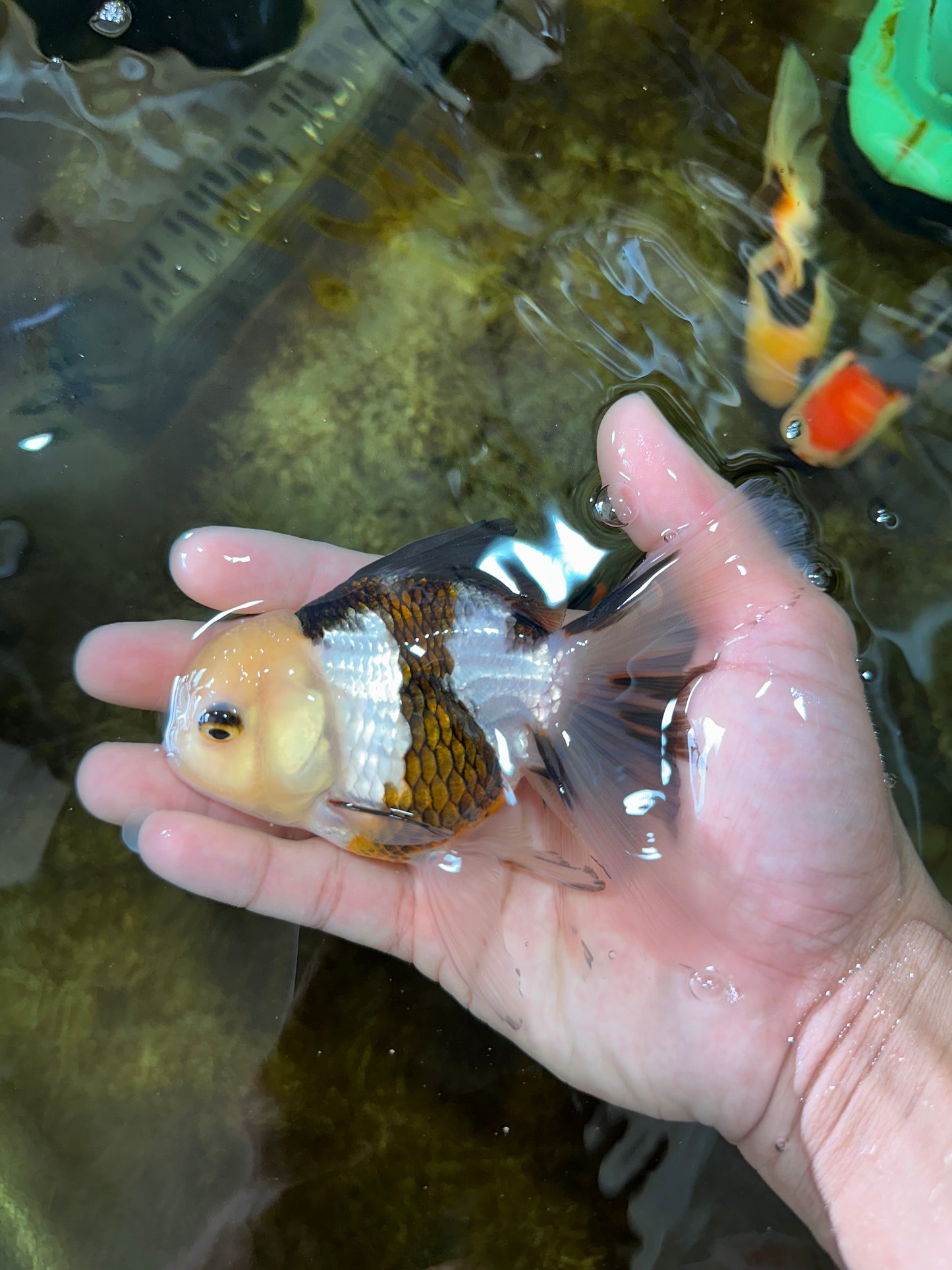 [SINGLE] Panda Oranda Female 4.5 inches #080825SO_04