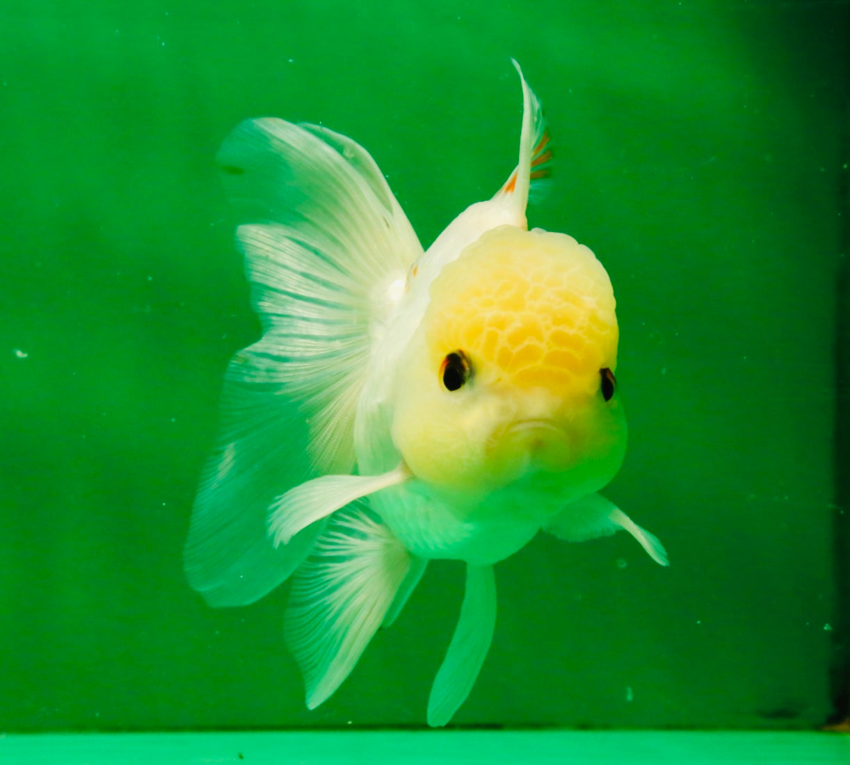 [SINGLE] White Oranda Male 5 inches #121925SO_01