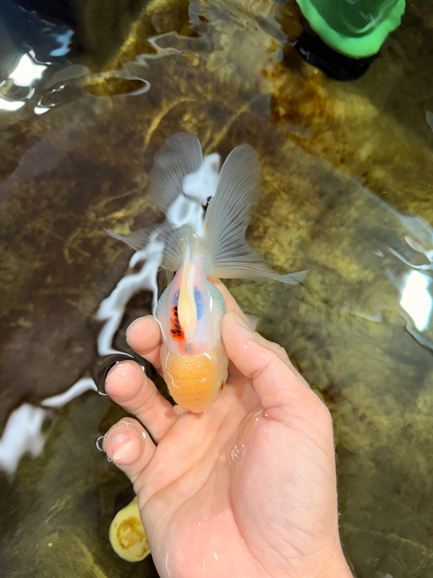 [SINGLE] Tricolor Oranda Female 4.5 inches #111425SO_08