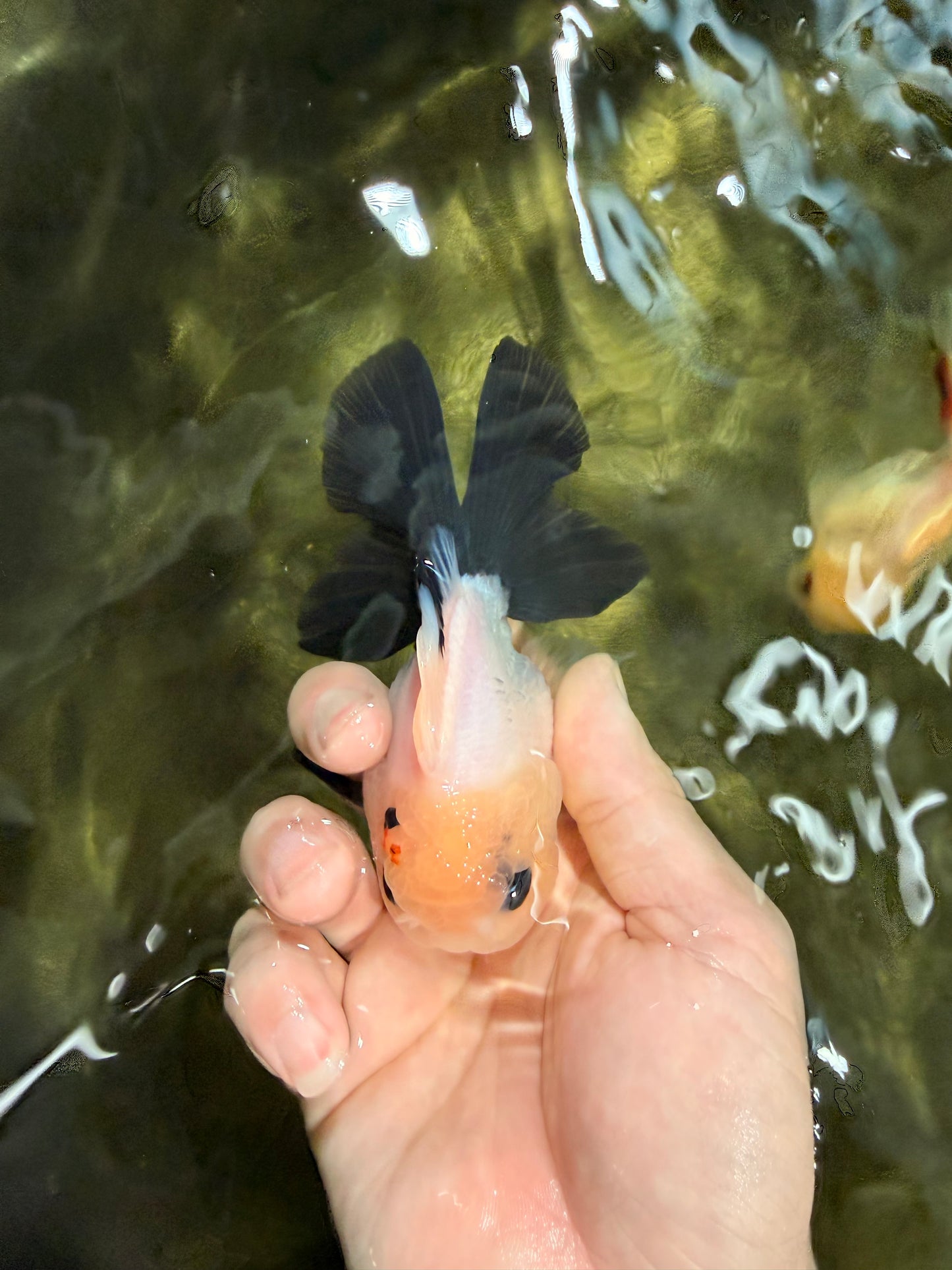 [SINGLE] Panda Button Eyes Oranda Male 4-4.5 inches #031326SO_08