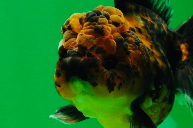 [SINGLE] Tiger Male Oranda 4.5 inches #101025SO_12