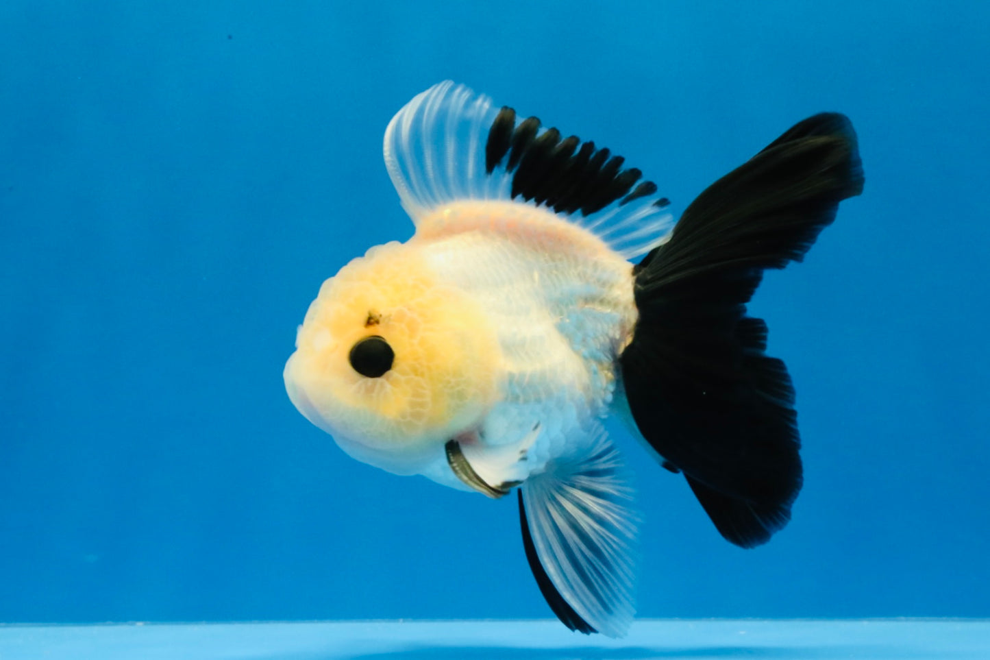 [SINGLE] Panda Button Eyes Oranda Male 4-4.5 inches #031326SO_08