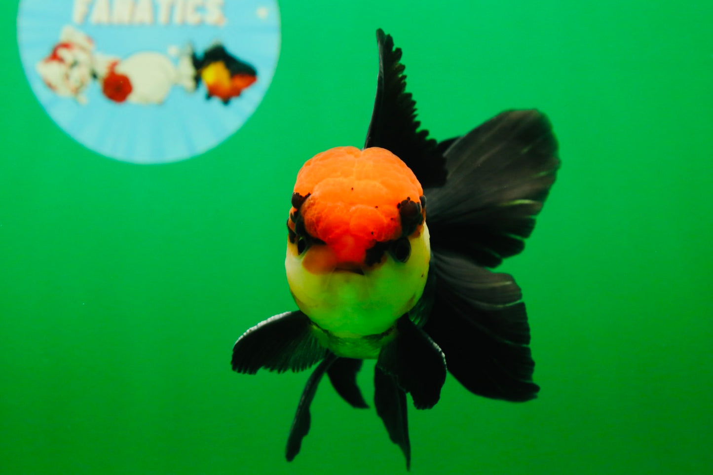 [SINGLE] Tricolor Oranda Male 4-4.5 inches #080825SO_14
