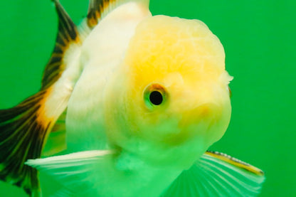 [SINGLE] White Oranda Male 4.5 inches #041825SO_01