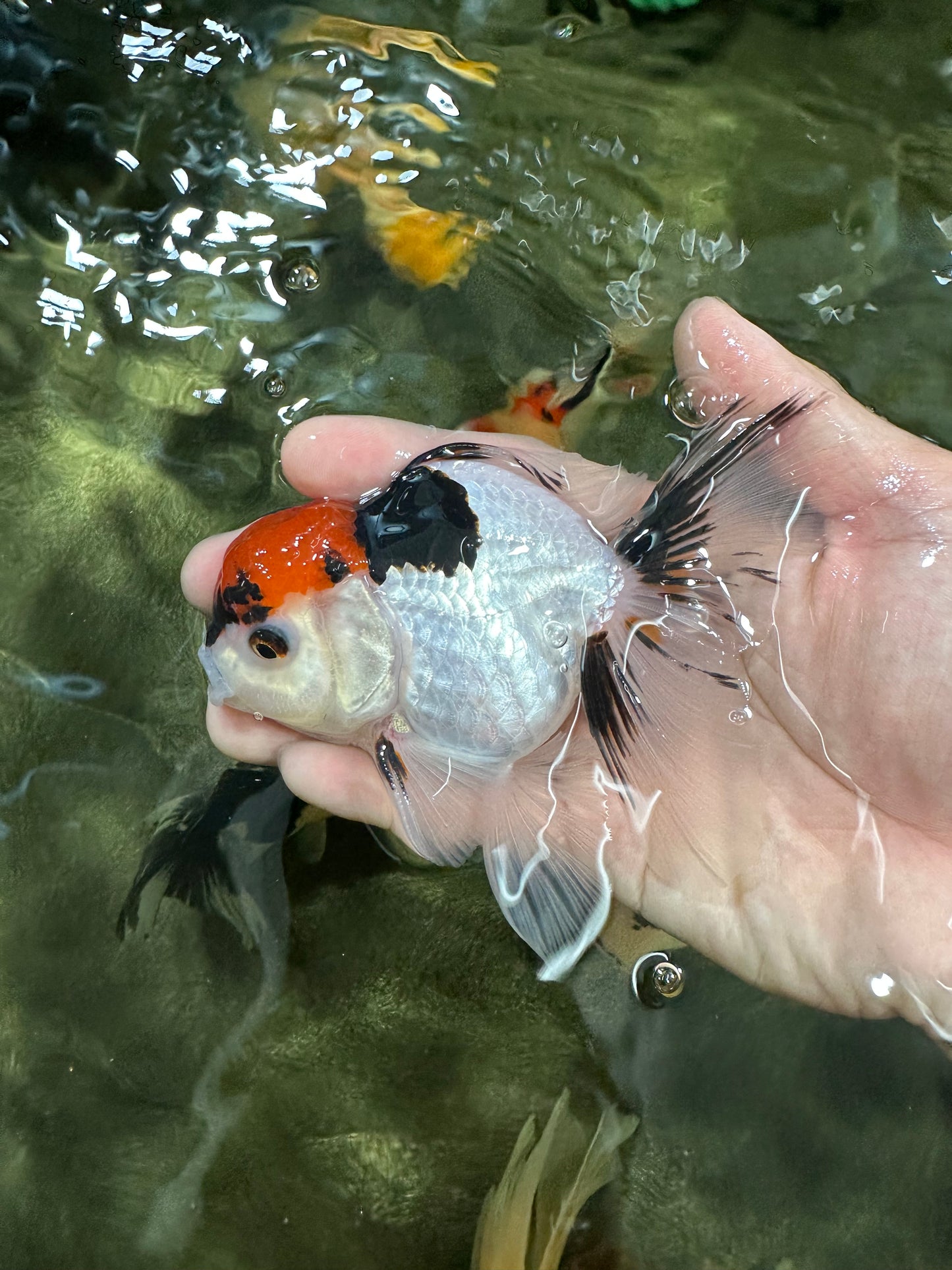 [COUPLE] Tricolor Male & Panda Female Oranda 4.5-5 inches #052325CO_09