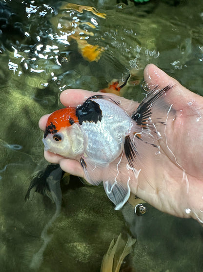 [COUPLE] Tricolor Male & Panda Female Oranda 4.5-5 inches #052325CO_09