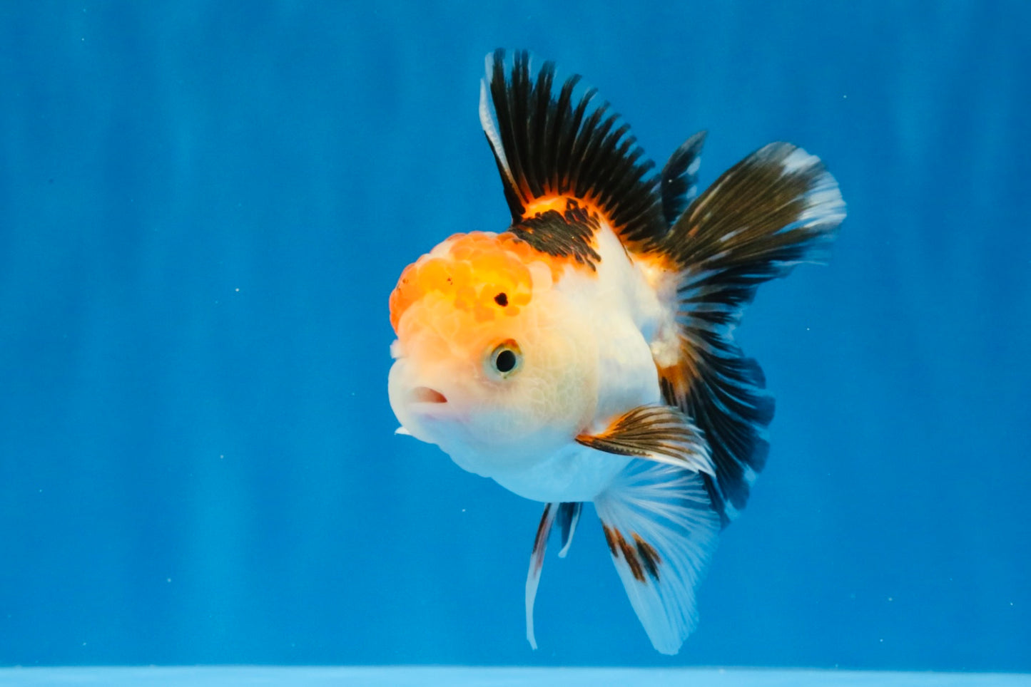 [SINGLE] Tricolor Oranda Male 4-4.5 inches #032026SO_06