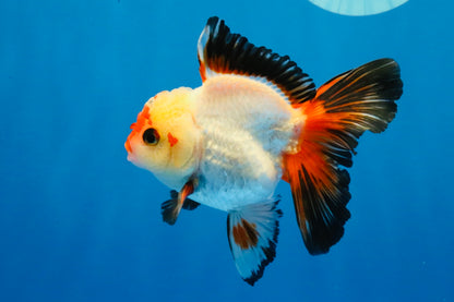 [SINGLE] Heart Face Tricolor Oranda Male 4-4.5 inches #030626SO_02