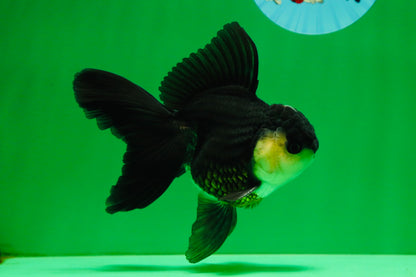 [SINGLE] Panda Oranda Male 4.5-5 inches #082225SO_06