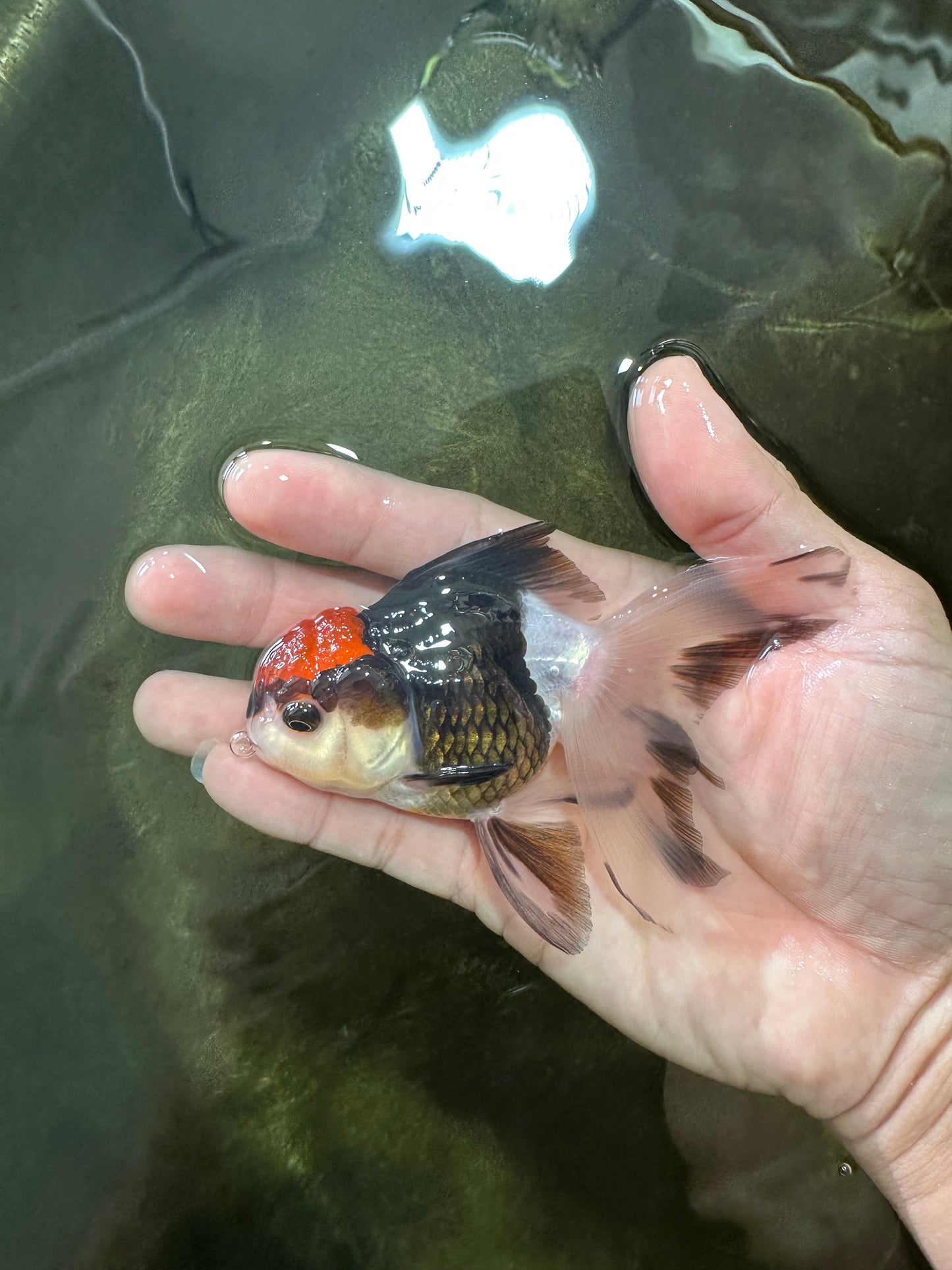 [SINGLE] Tricolor Female Oranda 4 inches #080125SO_03