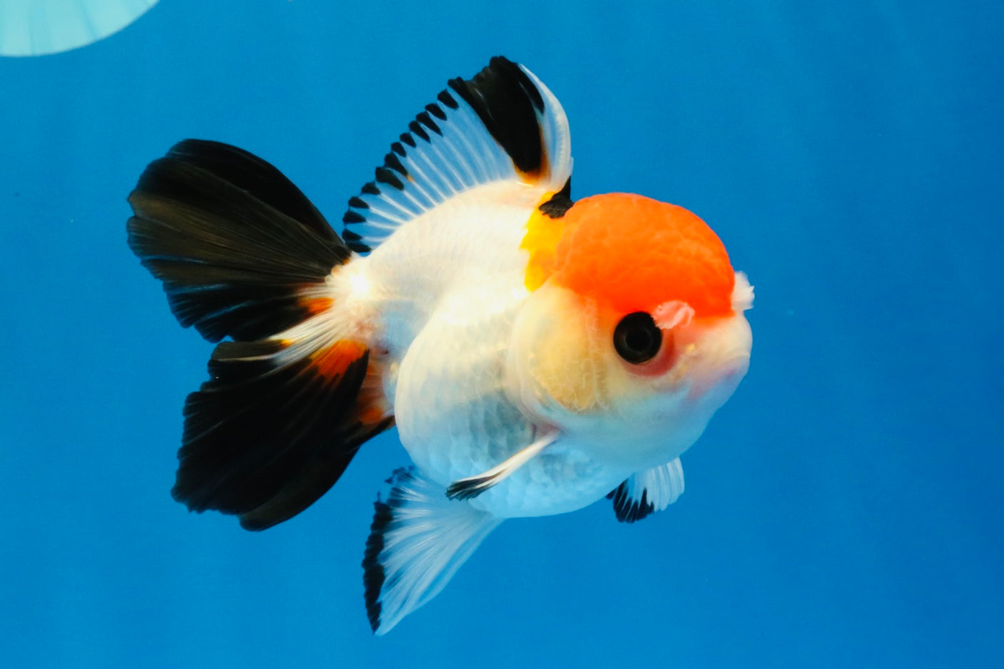 [SINGLE] Tricolor Oranda Female 4-4.5 inches #041026SO_06