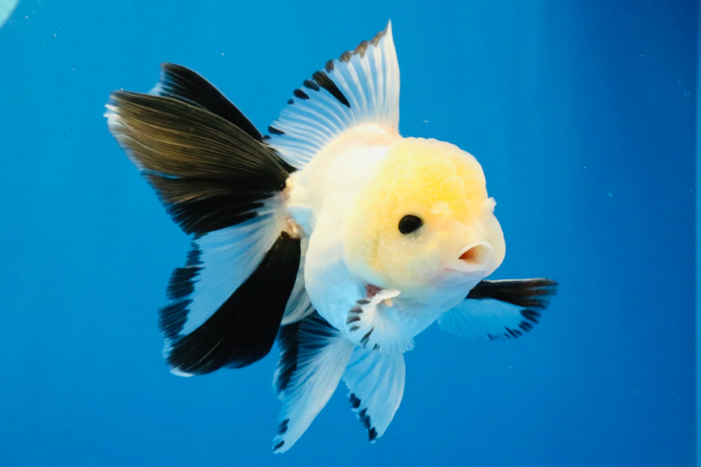 [SINGLE] Panda Button Eyes Oranda Male 4.5 inches #032026SO_08