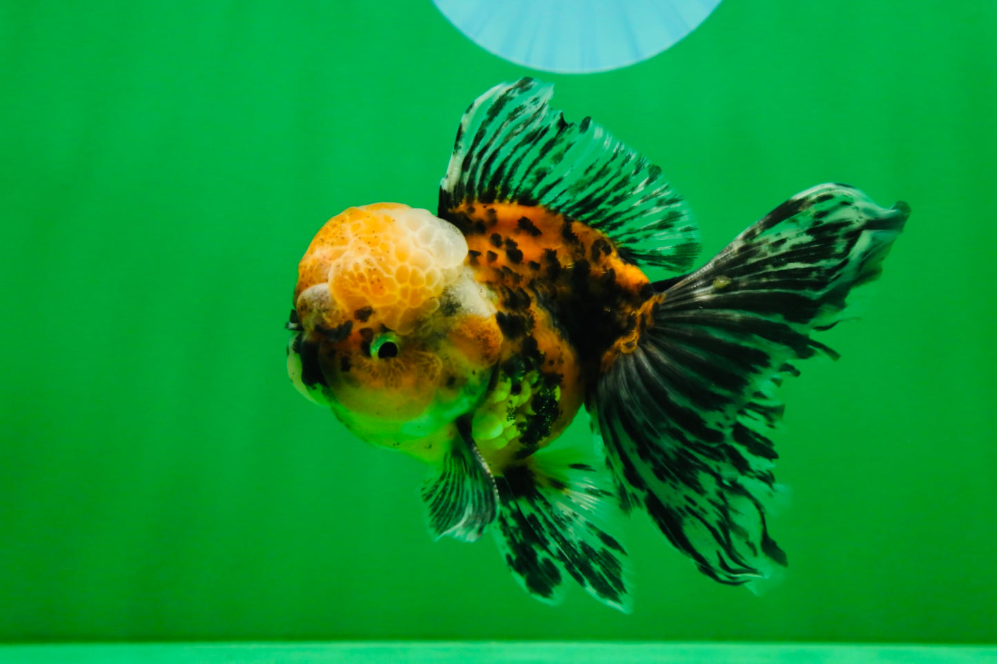 [SINGLE] Tiger Oranda Male 4.5 inches #082225SO_04