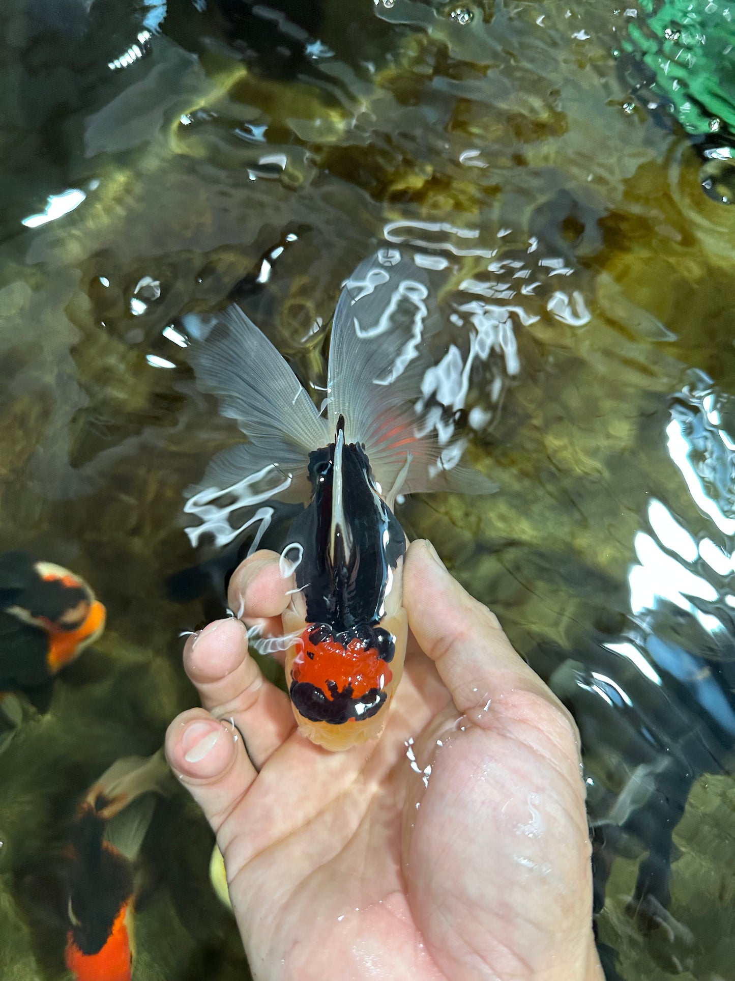 [SINGLE] Tricolor Male Oranda 4.5-5 inches #101025SO_11