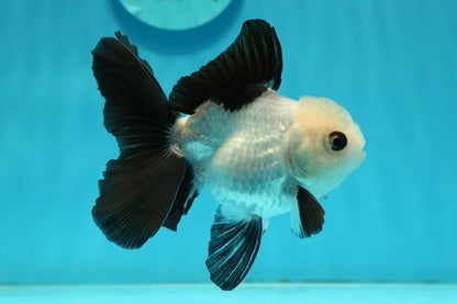 [SINGLE] Panda Oranda Male 4-4.5 inches #112924SO_06