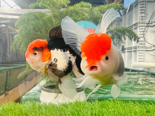 [COUPLE] Panda & Tricolor Oranda size 4.5 inches #111524CO_07