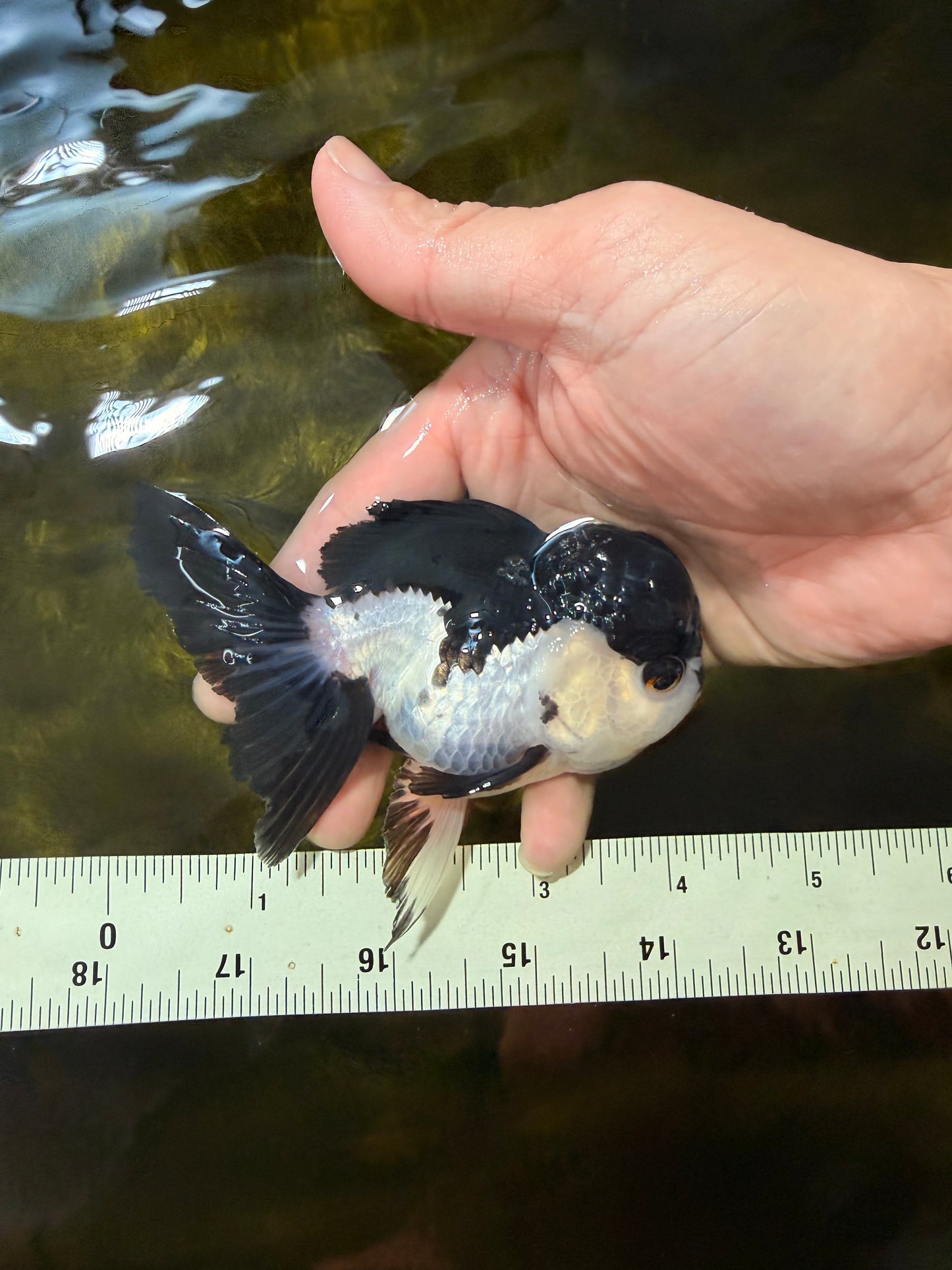 [SINGLE] Panda Oranda Female 4 inches #040326SO_02